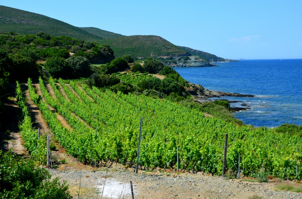 Vignoble de Corse