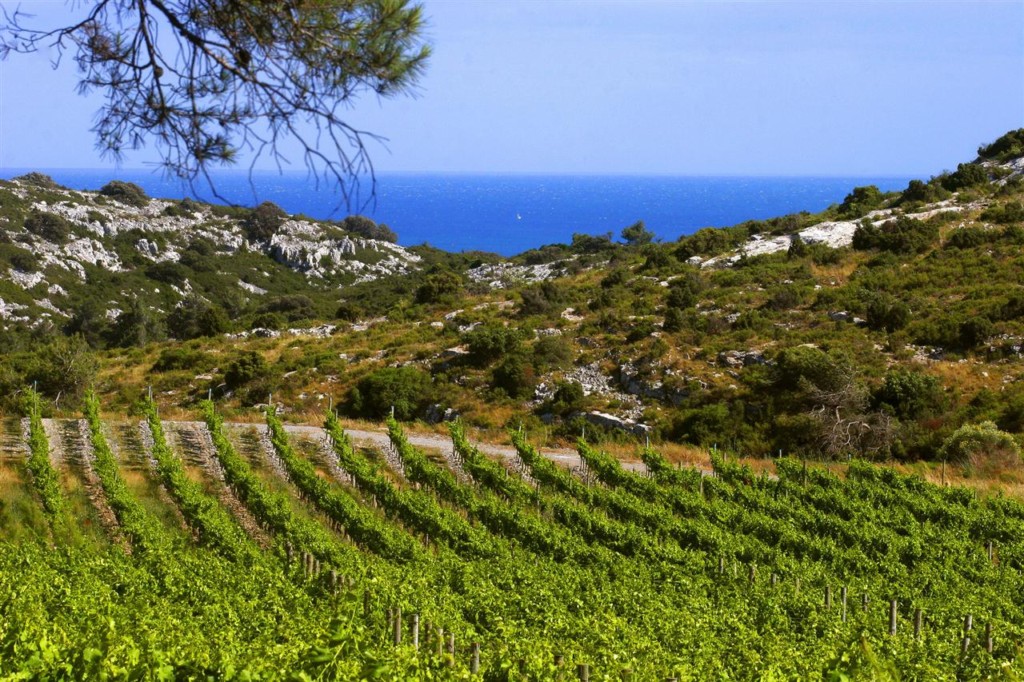 Vignoble du Languedoc